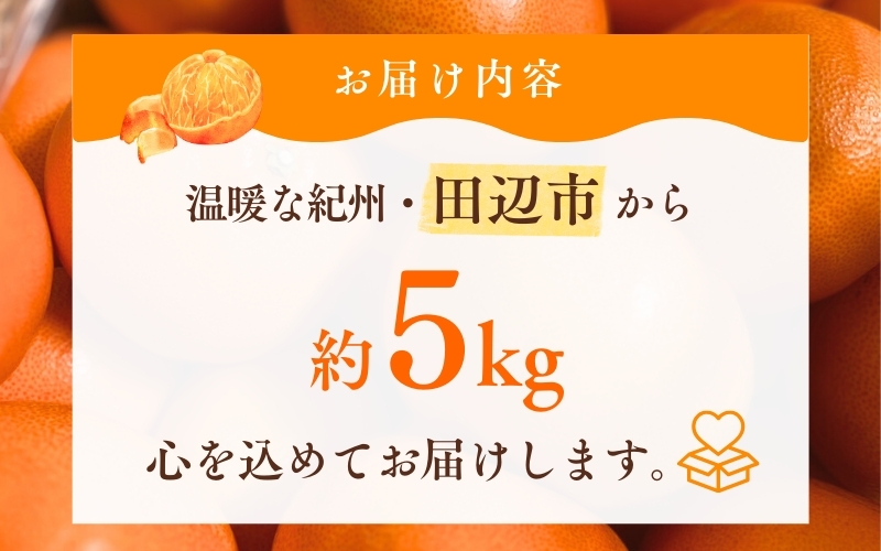 【先行予約】 せとか 5kg (2026年3月以降順次発送) / 柑橘の大トロ 高級 ブランド 希少 品種 和歌山蜜柑 和歌山ミカン 高級みかん 人気みかん みかんランキング 果物 くだもの フルーツ