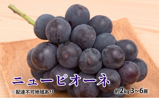 
                  ぶどう 2026年 先行予約 ニュー ピオーネ 約2kg 3～6房 種無し ブドウ 葡萄  岡山県産 国産 フルーツ 果物 ギフト 
                