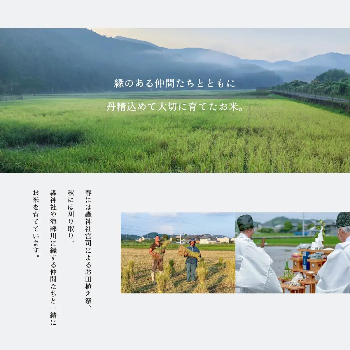 【先行予約】コシヒカリ玄米 【定期便】10kg×３回 30kg 令和8年産 天然にがり栽培 こしひかり【2026年10月以降順次発送】