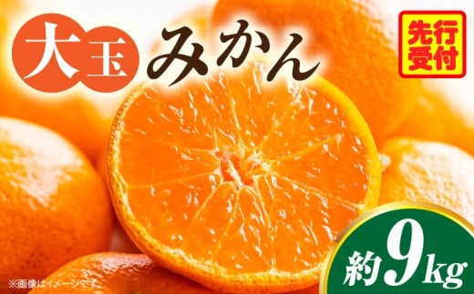 大玉みかん約9kg | 大玉みかん 大玉 みかん ミカン 蜜柑 オレンジ 柑橘 柑橘系 果物 フルーツ 青果 おすすめ お取り寄せ ギフト 香川県 三木町  |_mk006-036