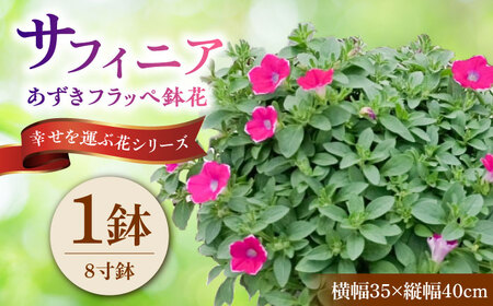 【4月末より順次発送】 サフィニア あずきフラッペ 鉢花　/ 瑞浪市 中山園芸 花 お花 お祝い 鉢植え 生花 ギフト プレゼント フラワー[AZDC007]