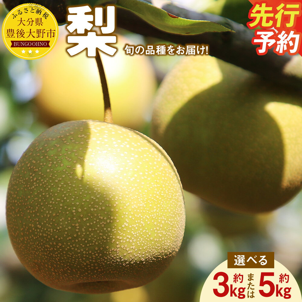 【ふるさと納税】【先行予約】大分県 豊後大野市産 梨 ＜容量が選べる＞ 約3kg または 約5kg 12000円 〜 15000円 12000円 〜 15000円なし 幸水 豊水 新高 新興 フルーツ 果物 くだもの 果実 大分県産 予約 送料無料 ※品種は選べません【2026年8月下旬～12月上旬発送予定】