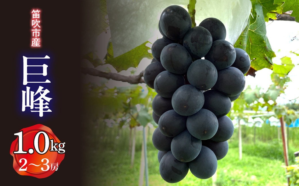 
            【2026年発送★先行予約】笛吹市産　巨峰　1.0kg (2～3房)  227-014-26y
          