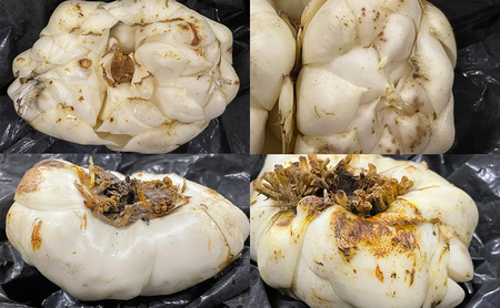 【規格外】十勝幕別 忠類ゆり根 5kg（M～2L）30～50玉［JA忠類］9月～3月発送限定【 北海道 幕別町 忠類 十勝 高級食材 お正月 料理 大容量 訳あり 】