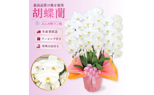 
                  大輪胡蝶蘭　白３本立ち（ラッピング付）
                