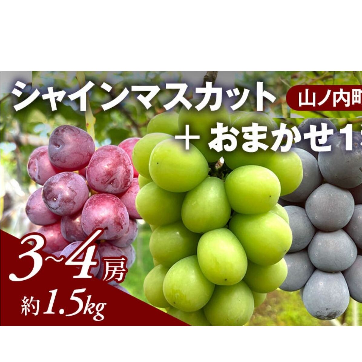 【2026年9月～発送】ぶどう シャインマスカット + おまかせ1種 約1.2kg（3～4房）山ノ内町産 ブドウ 葡萄 マスカット