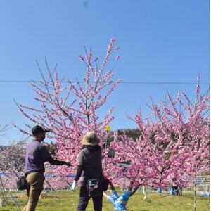 【きよとうファーム】上品な肉質 まどか 白桃 上級品 5-7玉入(岡山県産)【配送不可地域：離島】【1571597】