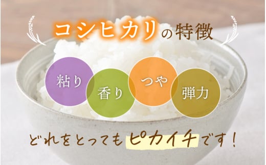 令和7年産 コシヒカリ 10kg 福井県産【玄米】【お米 こしひかり 10キロ 人気品種】 [e30-b016]