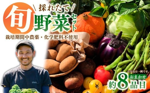 採れたて福bio旬野菜セット (約8品目) | 野菜 野菜詰め合わせ 野菜セット 詰め合わせ 詰合せ セット 産地直送 福bio菜園 埼玉県 所沢市