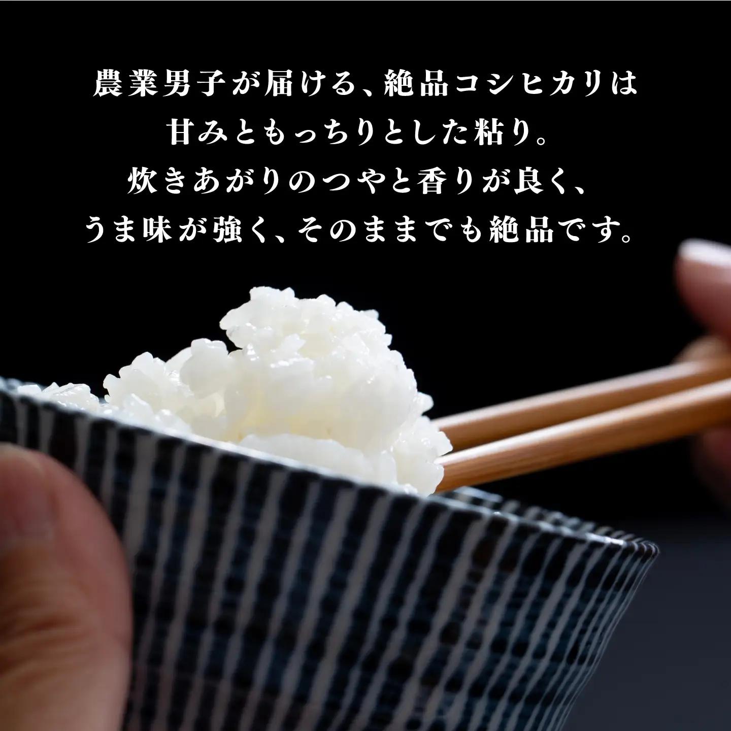 【先行予約】【2026年11月以降順次発送予定】令和8年産 新米 コシヒカリ 10kg（5kg×2袋）　お米　精米