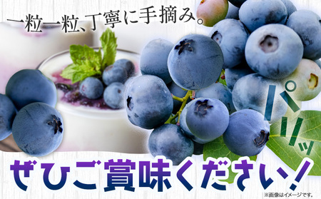 【2026年先行予約】ブルーベリー 大粒 計2kg (500g×4パック) 大粒ブルーベリーの宝石箱 かさおか青空ファーム 《2026年6月上旬-8下旬頃出荷》 岡山県 笠岡市 送料無料 フルーツ 果