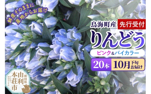 《先行受付》【10月下旬お届け】鳥海町産 りんどう 20本 ピンク バイカラー [りんどう リンドウ 竜胆 花 生花 仏花 切り花 ギフト 贈答 インテリア フラワー 秋田県 由利本荘市 鳥海町産]