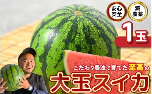 【先行予約】 安心安全！減農薬！こだわり農法で育てた至高の大玉スイカ 1玉 【2027年7月中旬以降順次発送予定】 【スイカ 西瓜 すいか デザート 果物 くだもの 夏 甘い ジューシー 旬の果物 産地直送 国産】 [A-21216]