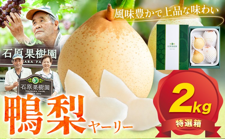 
                  【先行予約】梨 なし 鴨梨 ヤーリー 贈答箱 2kg (3～6玉入り) 石原果樹園 《11月中旬-12月下旬頃より発送予定》岡山県 浅口市 果物 フルーツ お取り寄せ お取り寄せフルーツ 送料無料
                