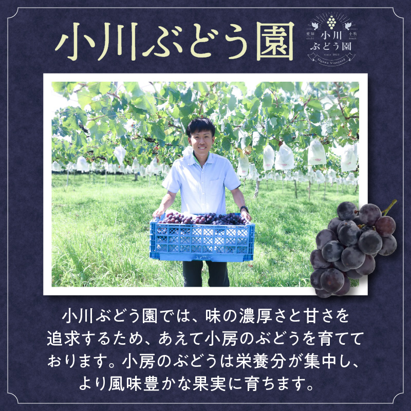 種無し巨峰 約4kg（約10房） 2025年 先行予約 種なしぶどう ［098O04］_イメージ4