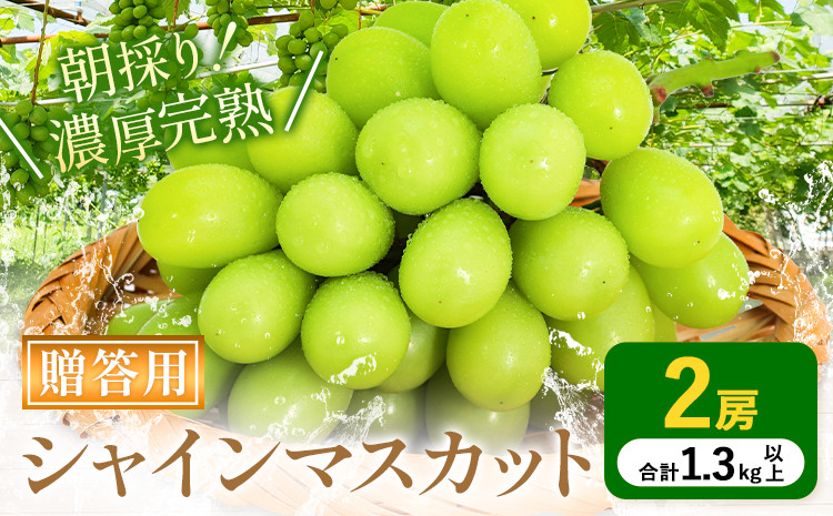
                  贈答クラス シャインマスカット 2房 (合計1.3kg以上) OEC KINGDOMぶどう家 《8月下旬-10月上旬頃出荷》岡山県 浅口市 ぶどう 果物 贈答用【配送不可地域あり】（離島）
                