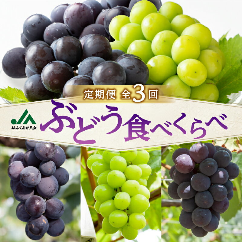 【ふるさと納税】【先行予約】福岡ぶどう定期便【全3回】【JAふくおか】ぶどう食べ比べ便 各1.4kg（種なし巨峰、ピオーネ、シャインマスカット） フルーツ 果物 定期便