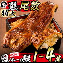 【ふるさと納税】【尾数が選べる！】うなぎ生産量日本一の鹿児島県産！日ノ本一の鰻の蒲焼き＜特大＞1尾〜4尾！うなぎ 鰻 ウナギ 1尾 2尾 3尾 4尾 蒲焼き かばやき 冷凍 うな重 ひつまぶし タレ 山椒【日鰻】