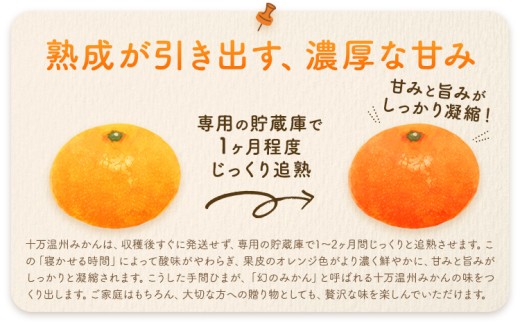 十万温州みかん 選べる L/LL混合 10kg 田野農園《12月中旬-3月中旬頃出荷》鹿児島県 さつま町 みかん 蜜柑 柑橘 果物 くだもの フルーツ ジューシー 送料無料