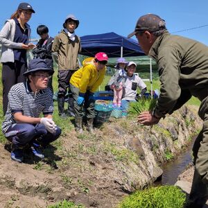田んぼオーナー権 1口分 お米と農作業の体験付き つくえラボ【お米 チケット 体験チケット 農作業体験】　募集期間：2025年11月1日～2026年2月末