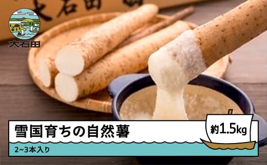 
            雪国育ちの自然薯 約1.5㎏(2～3本入り) 野菜 やまいも じねんじょ 山形県 大石田町産 oz-zixxx15
          