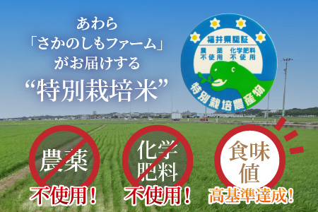 【令和5年産】《定期便12回》 特別栽培米 ミルキークイーン 玄米  5kg （計60kg） 農薬不使用 化学肥料不使用 ／ 高品質 鮮度抜群 福井県産 ブランド米 あわら産 ブランド米