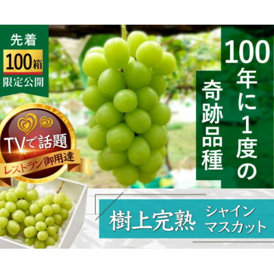 【ふるさと納税】【海外ミシュラン御用達】先着100箱限定『樹上完熟シャインマスカット』5年連続メディア出演小野桃園【配送不可地域：離島】【1659950】