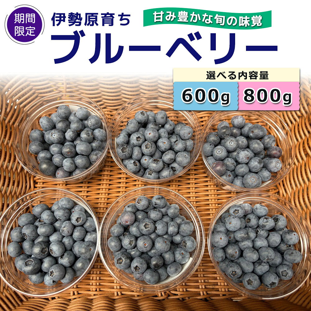 【ふるさと納税】[期間限定] 伊勢原育ち 農薬不使用 ブルーベリー (選べる内容量：計600g／計800g)《甘み豊かな旬の味覚》[1182-1184]