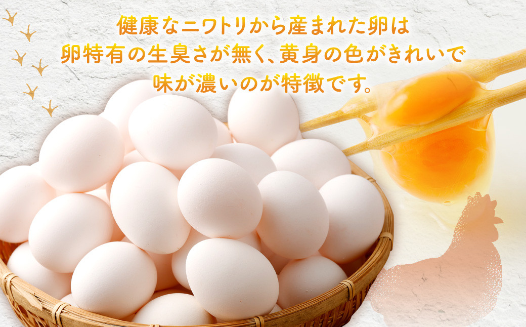 電子たまご（白玉） 30個