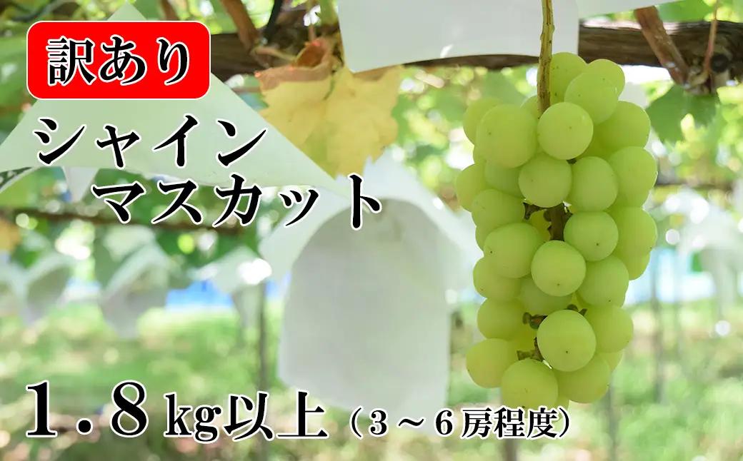 【2026年発送分】【訳あり】シャインマスカット  1.8kg以上 (3～6房程度) 　 わけあり 訳アリ 訳あり品 シャイン マスカット ぶどう ブドウ 葡萄 徳用 家庭用 ご家庭用 旬 くだもの 果物 フルーツ 山梨 やまなし 富士川町