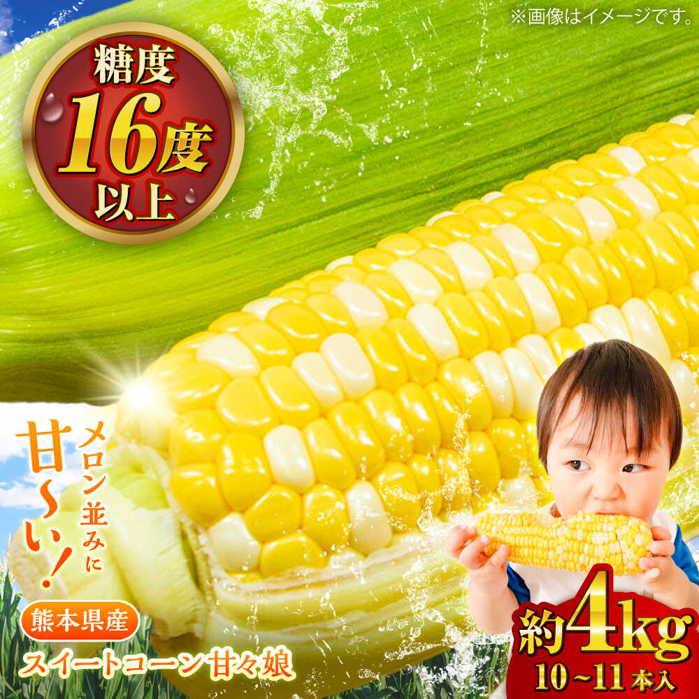 【ふるさと納税】【先行予約】【2026年6月上旬より順次発送】スイートコーン(甘々娘) 約4kg（10〜11本）/ 高糖度 かんかんむすめ 糖度 コーンスープ 産地直送 甘さ コーン おやつ BBQ バター焼き 野菜 とうもろこし 糖度 菊陽町【なかむら農園】[BHCJ001]