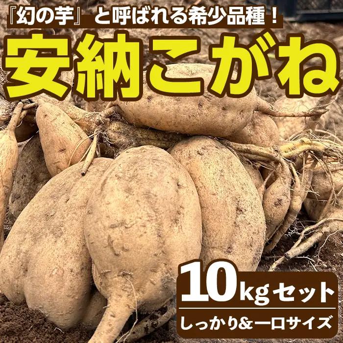 期間限定 安納芋 10kg 黄金 種子島 さつま芋 セット 【なかたね農産】n332