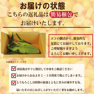 【先行予約】 とうもろこし スイートコーン 2kg 2026年4月より順次発送 朝採れ 採れたて 糖度 16度以上 ゴールドラッシュ ネオ とうもろこし とうもろこし とうもろこし野菜 甘い コーン 