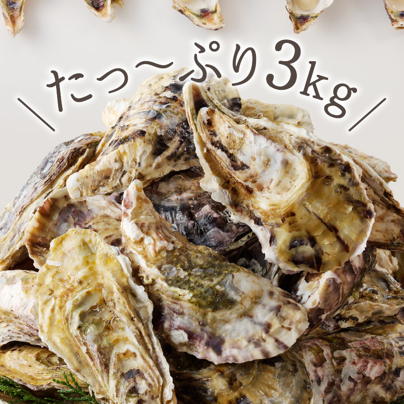 仮屋湾の真牡蠣 3kg【殻付き】（1月配送）