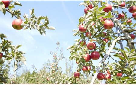 【煌め希りんご園】りんごジュース ギフトセット 335ml×5本 品種ミックス【 りんご ジュース 飲料 化粧箱入り 岩手 陸前高田 】 RT2353