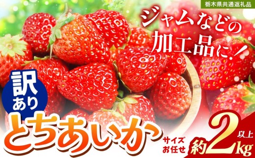 2027年 先行予約準備中！【訳あり】不揃いとちあいか2kg以上| 訳あり訳あり いちご とちあいか 大粒 新鮮 甘い 数量 限定 美味しい 果物 共通返礼品 フルーツ デザート 栃木県 送料無料