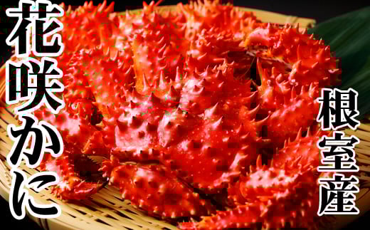 D-36045【12/21まで年内配送】 【北海道根室産】花咲かに500～650g×6尾