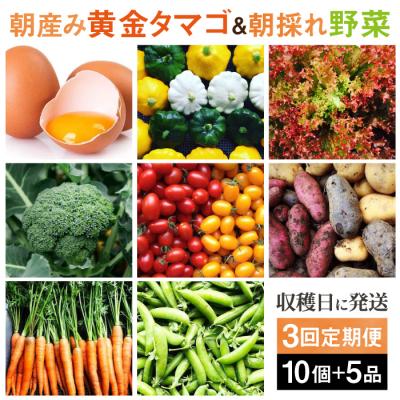ふるさと納税 糸島市 【全3回定期便】糸島の朝産み黄金タマゴ10個 朝どれ新鮮野菜5品セット 糸島産 [AGE047]