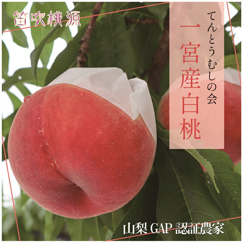 【ふるさと納税】＜25年発送先行予約＞＆【2026年発送★先行予約】 一宮産桃【てんとうむしの会】白桃1.8kg（笛吹桃源） ふるさと納税 もも 桃 笛吹市 国産 人気 期間限定 果物 フルーツ 旬 山梨県 送料無料 157-007