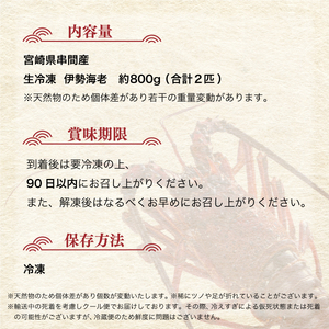 HRISI-80【先行予約・数量限定】宮崎県串間産 天然伊勢エビ(約800g・2匹) 【豊漁丸】