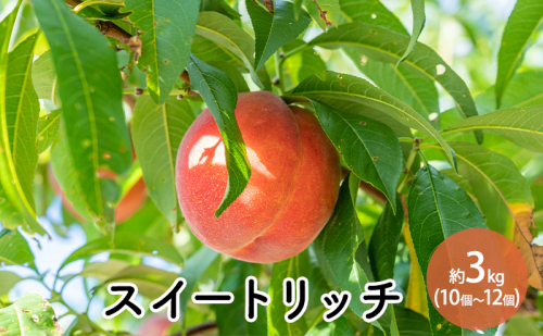スイートリッチ（中生ワッサー）約3kg 10個～12個