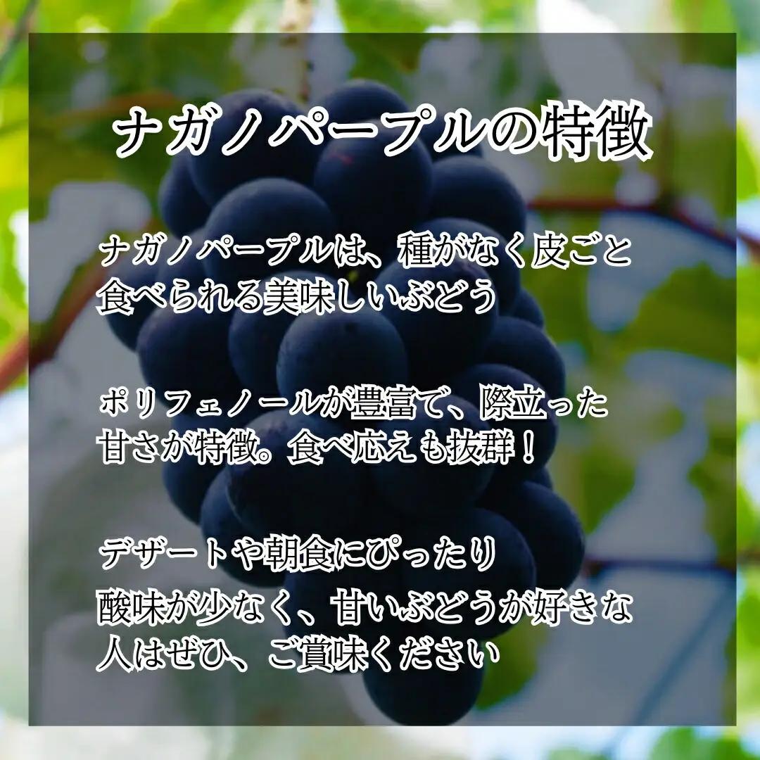 【2026年先行予約】ぶどう ナガノパープル1kg~1.2kg(2~3房)｜ ナガノパープル