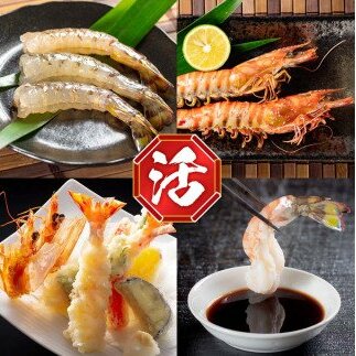 【予約受付中・10月頃より順次発送】活〆 急速冷凍 クルマエビ 500g　【冷凍発送】_イメージ3