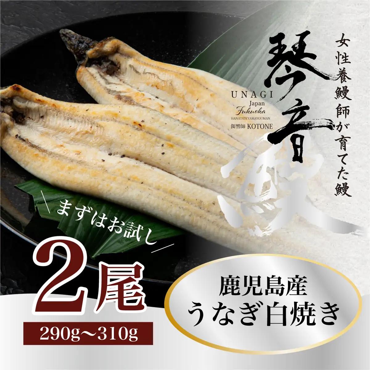 国産 うなぎ 白焼き（鹿児島県産） 2尾 (290〜310g) 【国産100％ 鰻 ウナギ 白焼 土用丑の日 丑の日 冷凍 魚介 海鮮 おかず お祝い ご褒美 贅沢 おすすめ 人気 花立山養鰻 福岡県