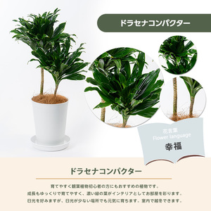 1月上旬～発送【観葉植物】ドラセナ コンパクター35cm～55cm(前園植物園/014-1437) 南国鹿児島県で育った 観葉植物！植物 鉢付 インテリア 室内 オフィス おしゃれ プレゼント ギフト