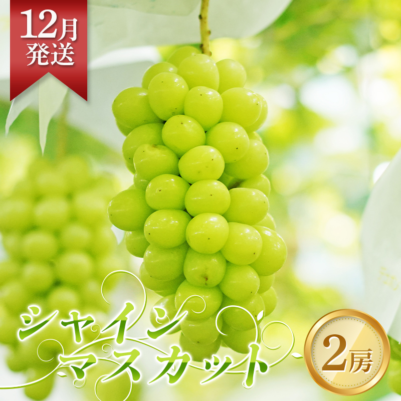 ＜先行予約＞12月発送 シャインマスカット 2房（約1.5kg～2kg） フルーツ 果物 福島県 鏡石町  F6Q-146