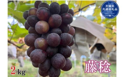 
                  【先行予約】開田ぶどう園　藤稔　2kg（茨城県共通返礼品・石岡市産） ／  ぶどう 葡萄 ブドウ 果物 フルーツ 藤稔 2kg
                