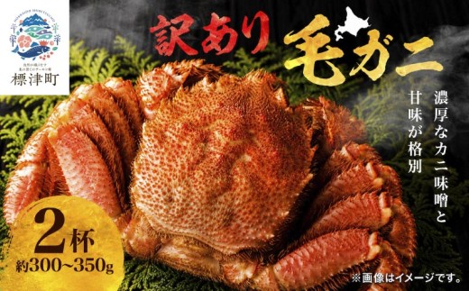 【溢れる旨味！】こだわり品質 毛ガニ 若蟹 300g~350g×2杯 わけあり 国産 北海道 羅臼産 蟹 かに カニ 毛がに 毛蟹  冷凍毛ガニ 冷凍かに 冷凍カニ 訳ありカニ 訳アリ 訳アリ毛ガニ 訳あり毛ガニ 人気 ランキング おすすめ ごほうび 贅沢 毛ガニ冷凍 蟹脚 蟹あし カニ脚 かに北海道 北海道産 魚貝類 魚介類 海鮮 魚介 魚貝 お盆 お祝い プレゼント 北海道 標津町