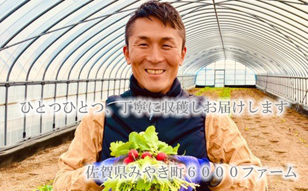 FV016_【12回定期便】【飲食店御用達】有機JAS認証サラダリーフMix(500g×２袋　合計１ｋｇ）　産地直送　新鮮野菜