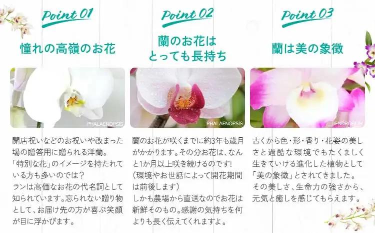 洋蘭 洋蘭ギフトL 鉢花 （高さ60～80cm） 蘭 胡蝶蘭 【森水木のラン屋さん】